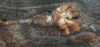 Foto nr: 0038