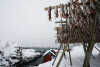 flyfoto av Nord-norge, nordland, lofoten, vesterålen, tørrfisk, hjeller, stockfish, fish, fisk 