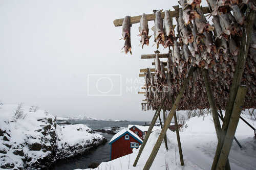 flyfoto av Nord-norge, nordland, lofoten, vesterålen, tørrfisk, hjeller, stockfish, fish, fisk 