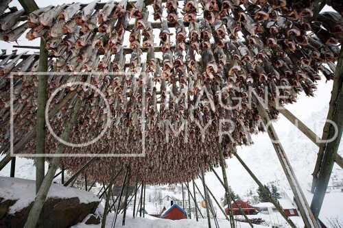 flyfoto av Nord-norge, nordland, lofoten, vesterålen, tørrfisk, hjeller, stockfish, fish, fisk