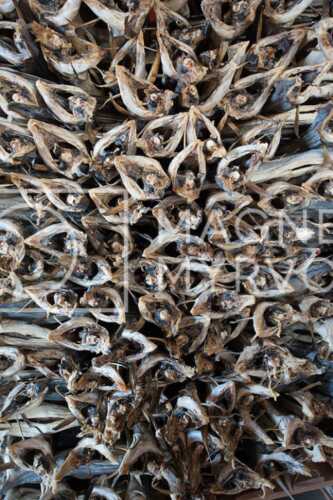 flyfoto av Nord-norge, nordland, lofoten, vesterålen, tørrfisk, hjeller, stockfish, fish, fisk
