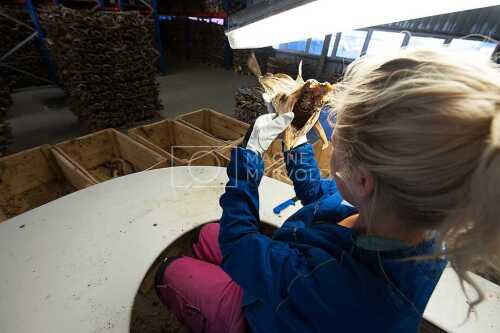 flyfoto av Nord-norge, nordland, lofoten, vesterålen, tørrfisk, hjeller, stockfish, fish, fisk