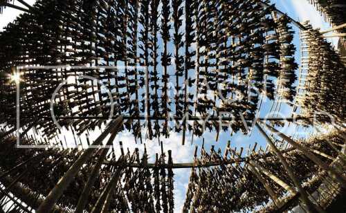 flyfoto av Nord-norge, nordland, lofoten, vesterålen, tørrfisk, hjeller, stockfish, fish, fisk