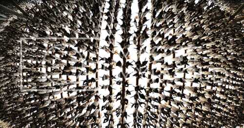 flyfoto av Nord-norge, nordland, lofoten, vesterålen, tørrfisk, hjeller, stockfish, fish, fisk