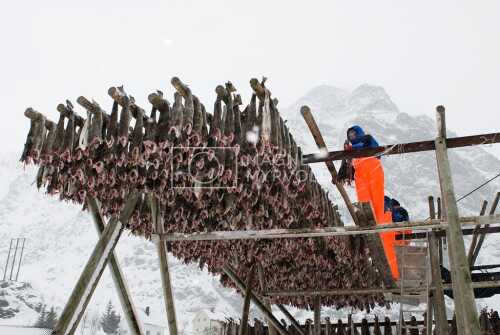 flyfoto av Nord-norge, nordland, lofoten, vesterålen, tørrfisk, hjeller, stockfish, fish, fisk