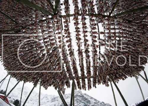 flyfoto av Nord-norge, nordland, lofoten, vesterålen, tørrfisk, hjeller, stockfish, fish, fisk