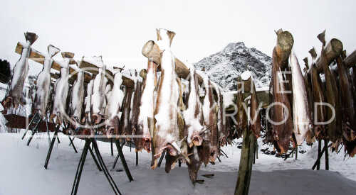 flyfoto av Nord-norge, nordland, lofoten, vesterålen, tørrfisk, hjeller, stockfish, fish, fisk 