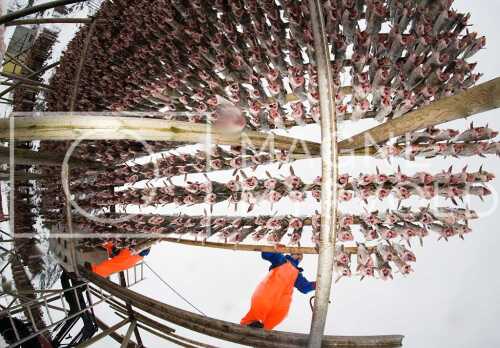 flyfoto av Nord-norge, nordland, lofoten, vesterålen, tørrfisk, hjeller, stockfish, fish, fisk