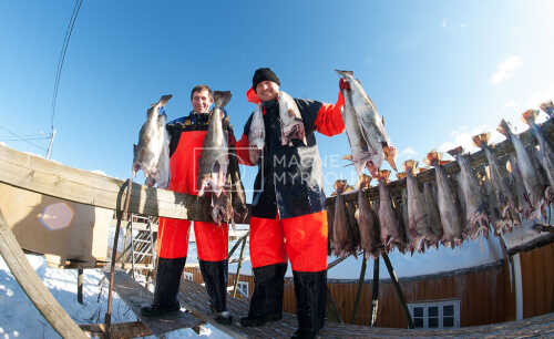 flyfoto av Nord-norge, nordland, lofoten, vesterålen, tørrfisk, hjeller, stockfish, fish, fisk