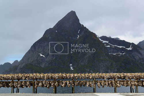 flyfoto av Nord-norge, nordland, lofoten, vesterålen, tørrfisk, hjeller, stockfish, fish, fisk