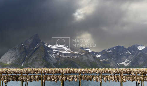flyfoto av Nord-norge, nordland, lofoten, vesterålen, tørrfisk, hjeller, stockfish, fish, fisk