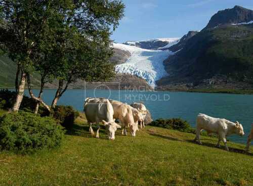 flyfoto av Nord-norge, nordland, helgeland, salten, meløy, svartisen