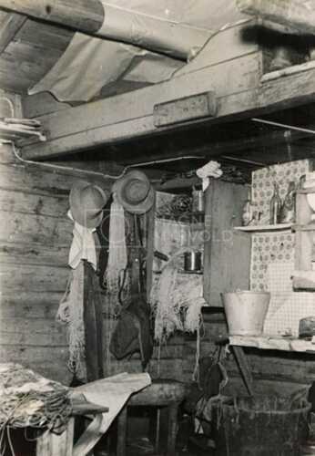 historiske bilder, lofotfiske, cod, history, torsk, lofoten, tørrfisk, stockfish
