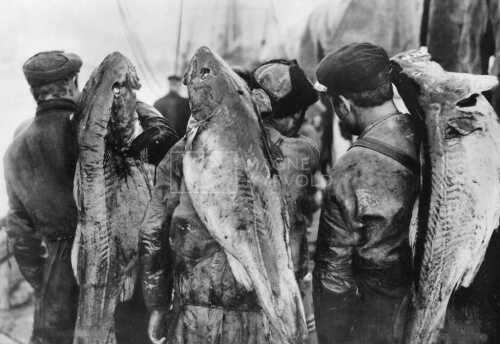 historiske bilder, lofotfiske, cod, history, torsk, lofoten, tørrfisk, stockfish