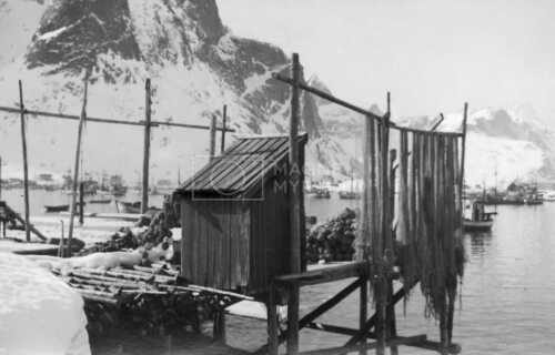 historiske bilder, lofotfiske, cod, history, torsk, lofoten, tørrfisk, stockfish