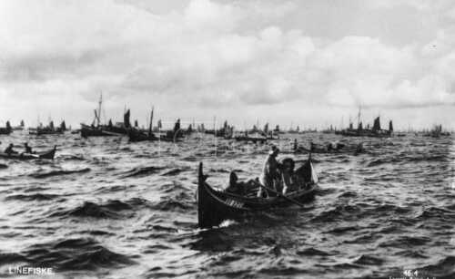 historiske bilder, lofotfiske, cod, history, torsk, lofoten, tørrfisk, stockfish