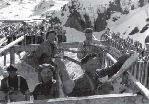 historiske bilder, lofotfiske, cod, history, torsk, lofoten, tørrfisk, stockfish