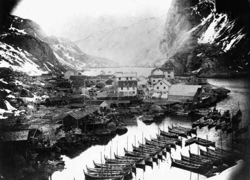 historiske bilder, lofotfiske, cod, history, torsk, lofoten, tørrfisk, stockfish