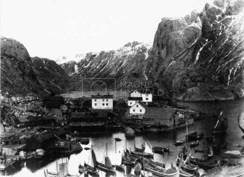 historiske bilder, lofotfiske, cod, history, torsk, lofoten, tørrfisk, stockfish