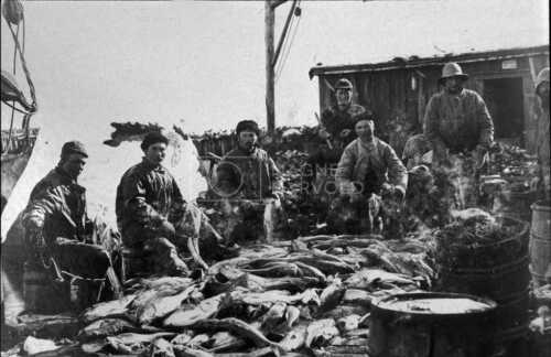 historiske bilder, lofotfiske, cod, history, torsk, lofoten, tørrfisk, stockfish